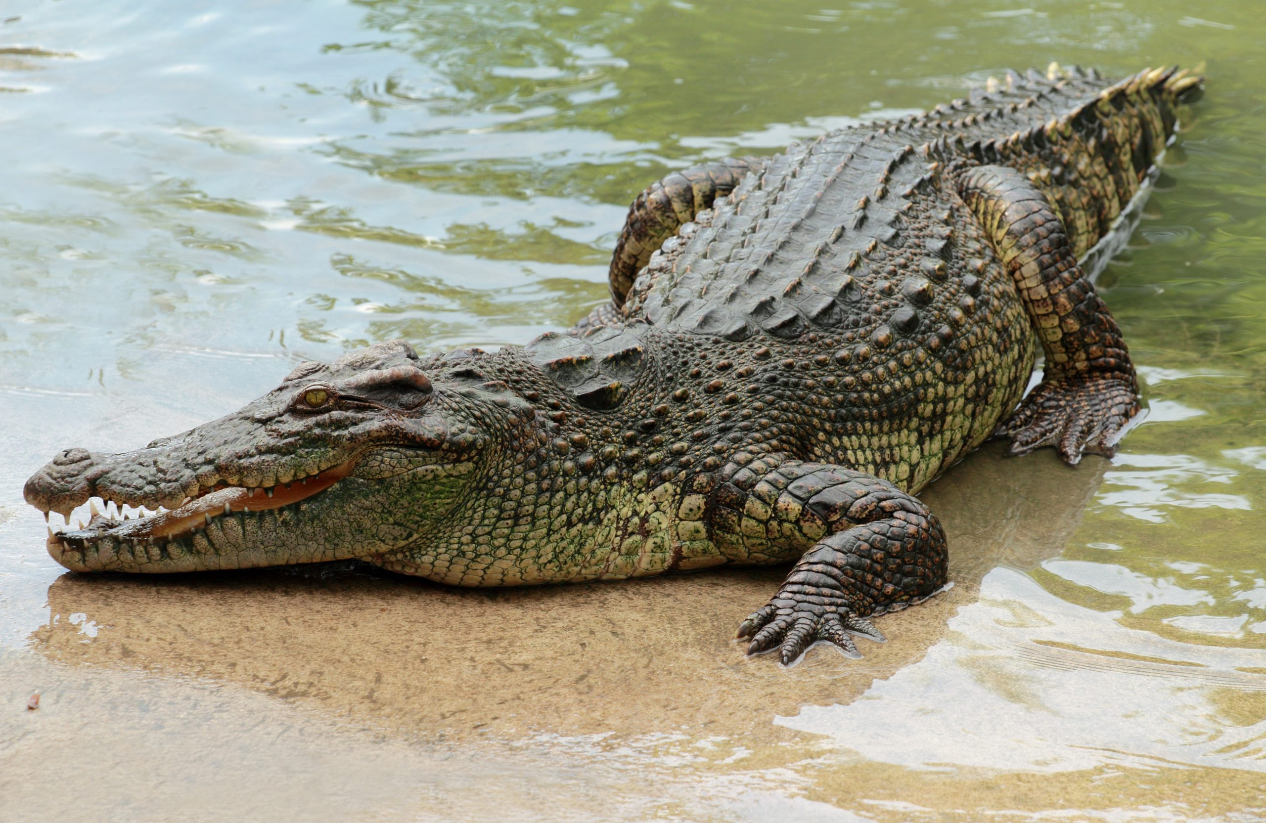Крокодил млекопитающее или нет. Крокодил Аллигатор Кайман гавиал. Гребнистый крокодил Рамри. Африканский Нильский крокодил.