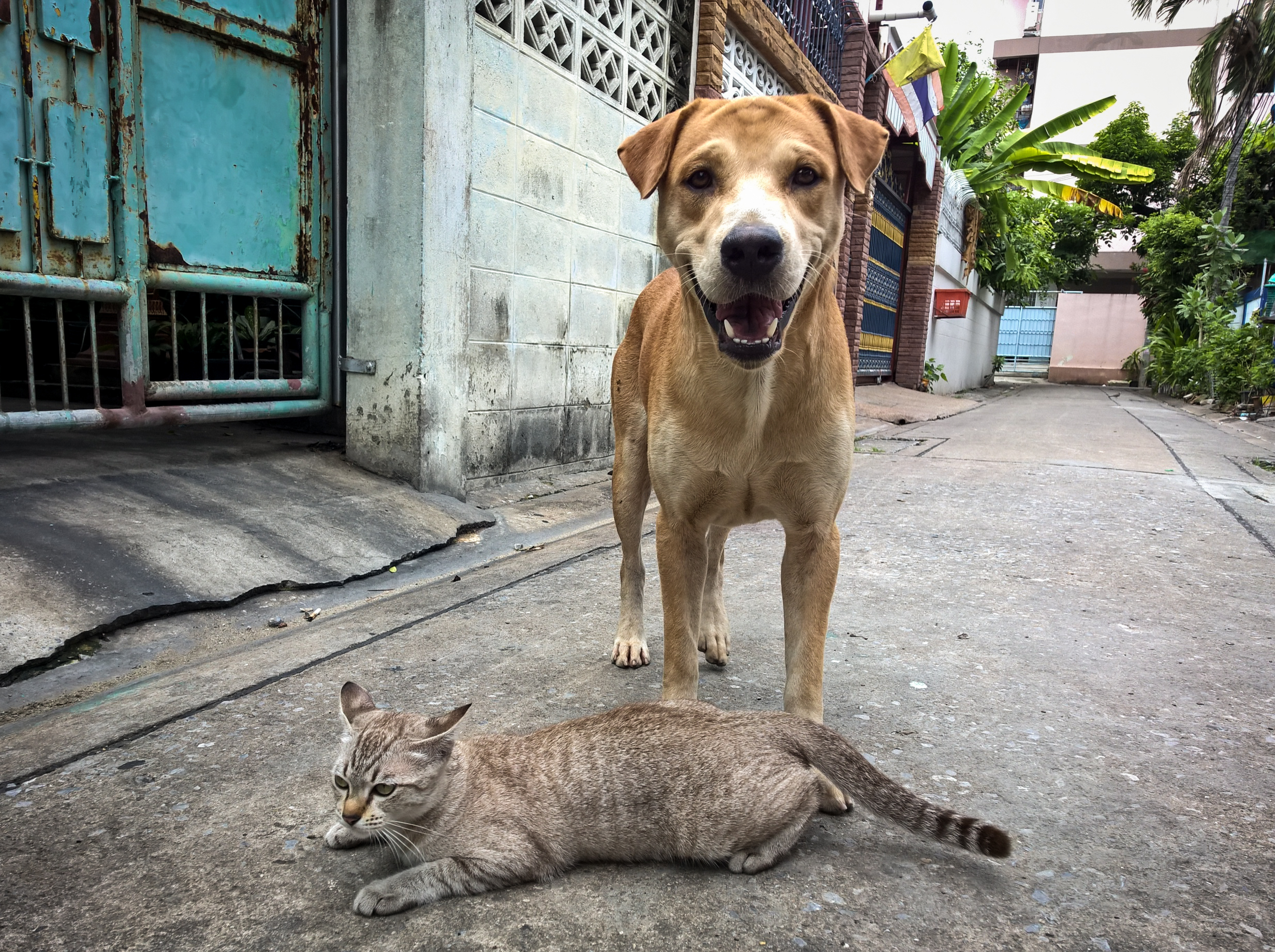 dog and cat on street