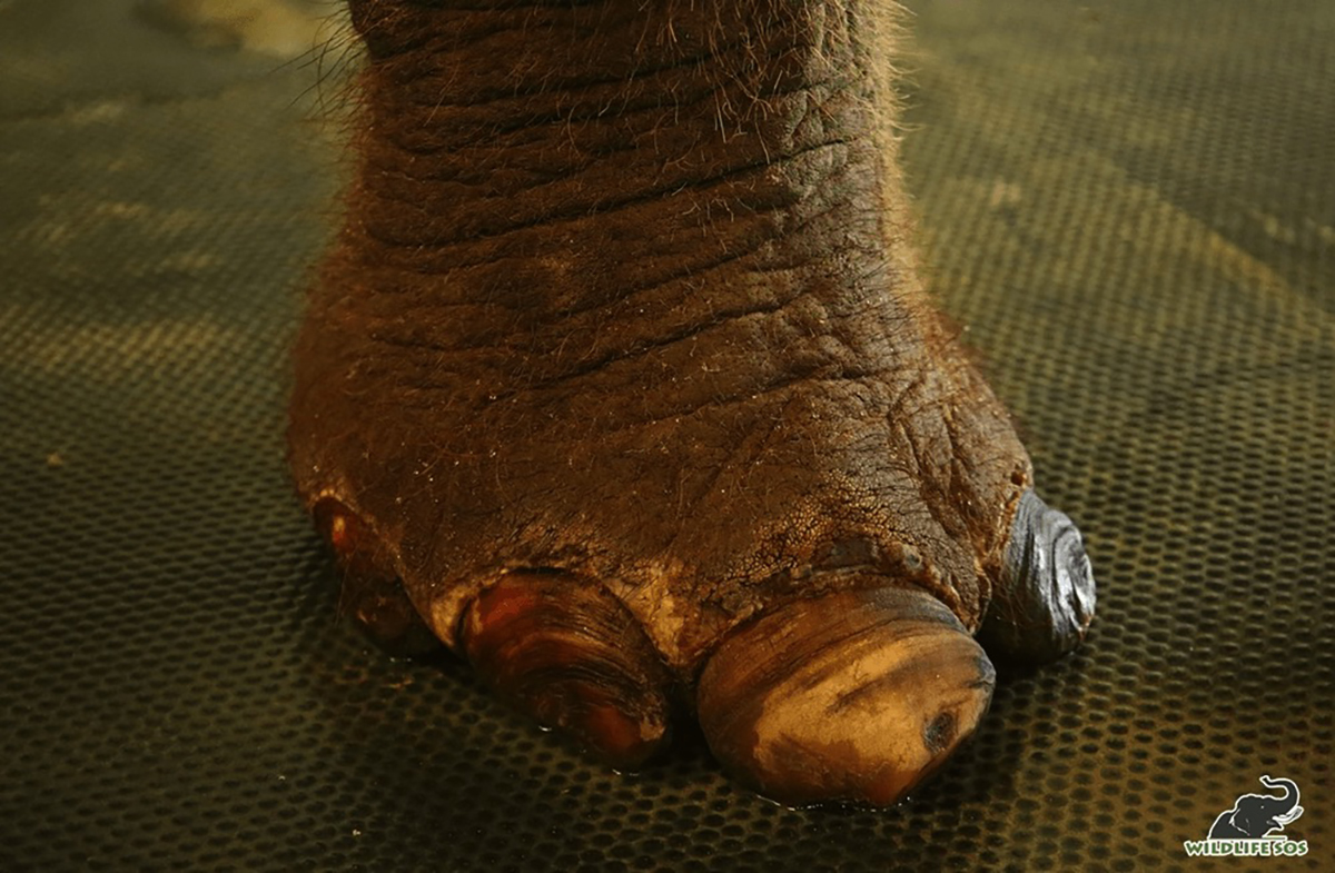 toenails elephant