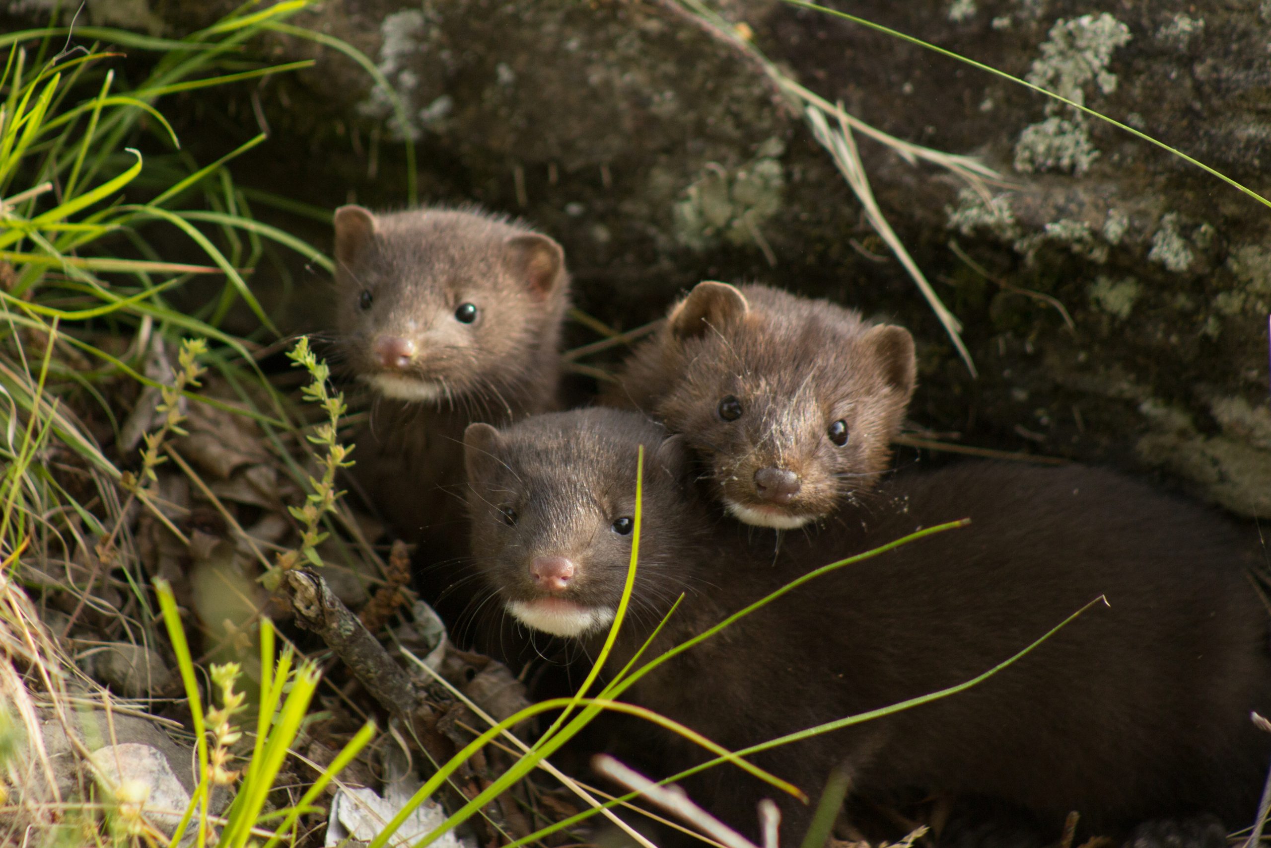A family of wild mink.