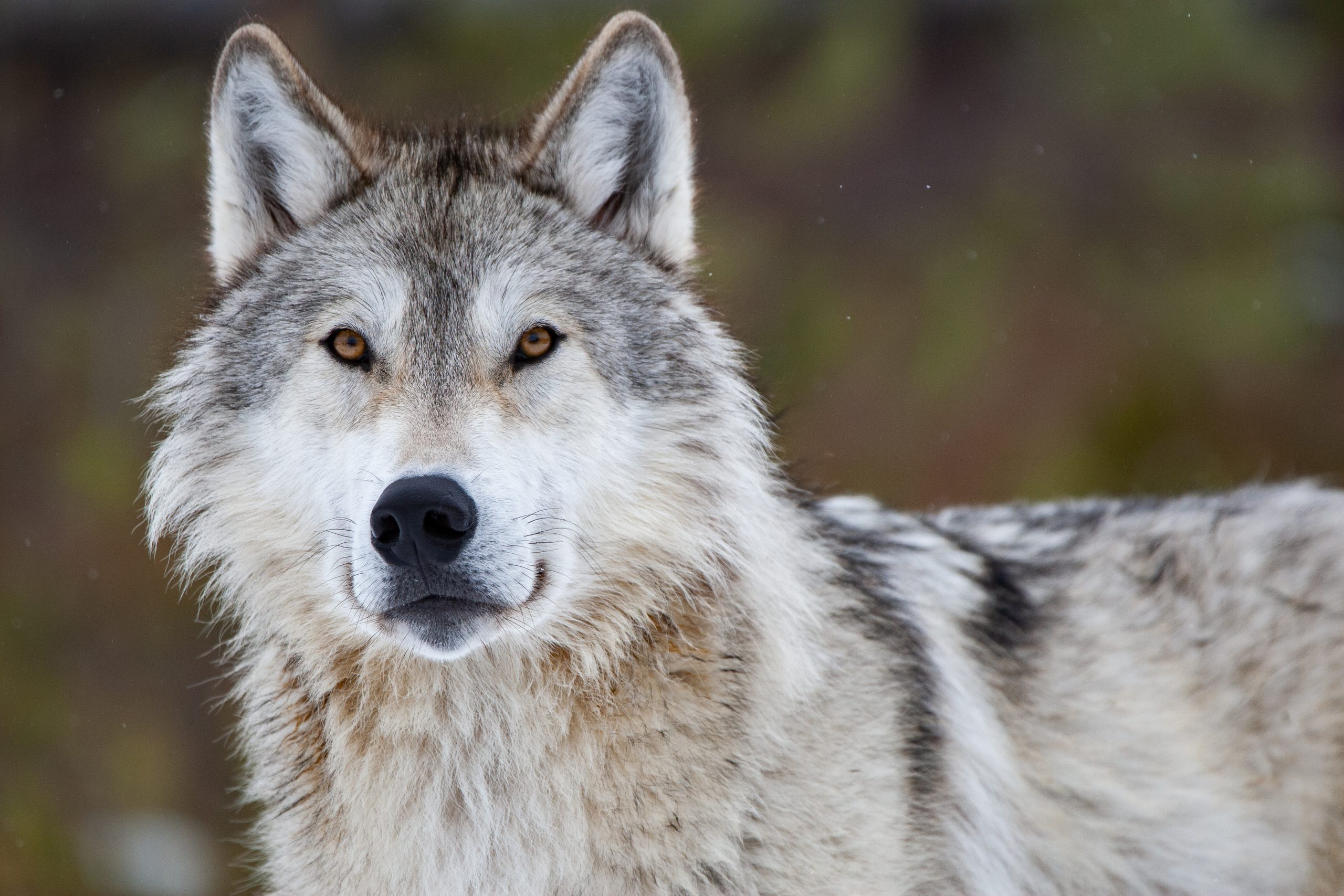 Хорошие качества волков. Волк canis Lupus. Притаившийся лют волк. Волк серый. Бело серый волк.
