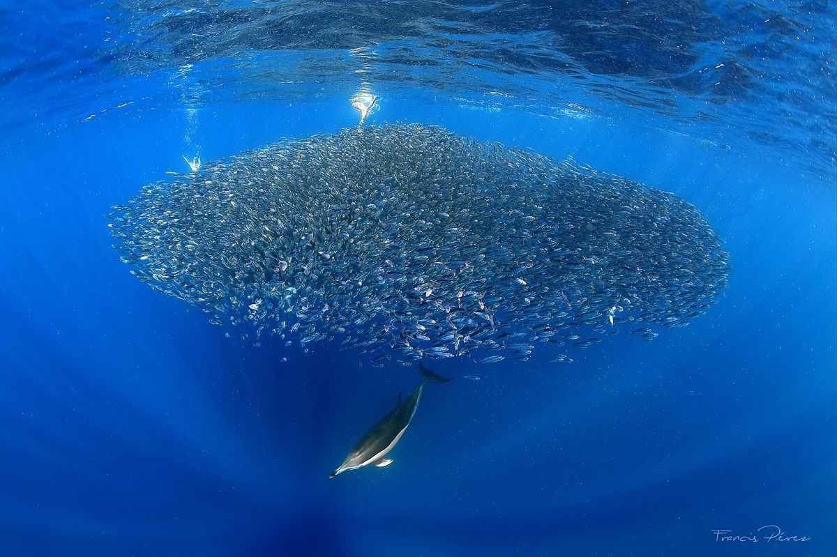 A dolphin swims near a large shoal of fish in the Tenerife-La Gomera Marine area