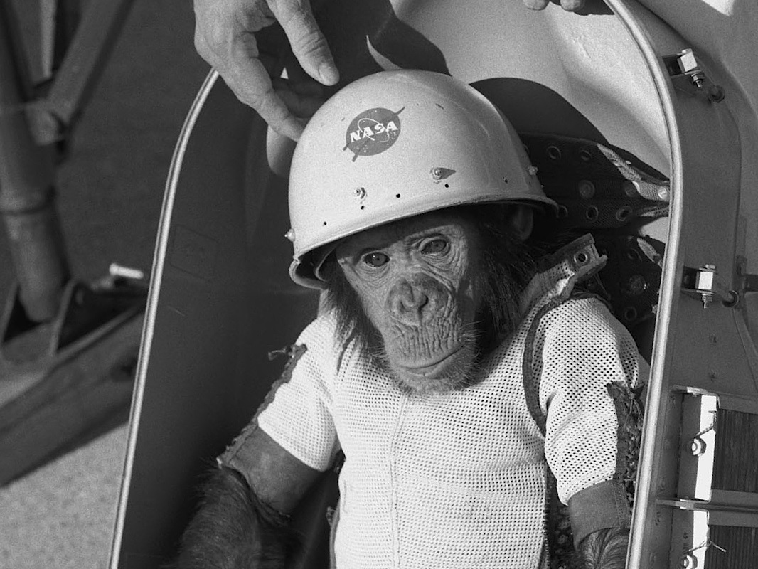 Ham the chimpanzee sitting in his space capsule