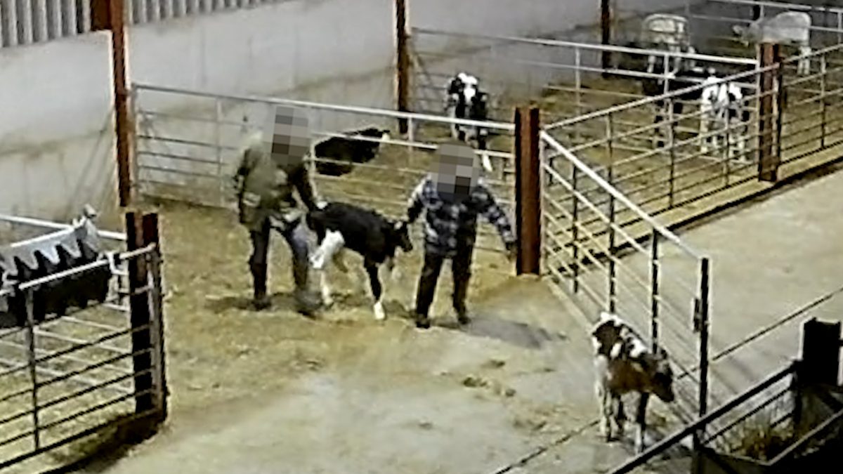 calf being pulled