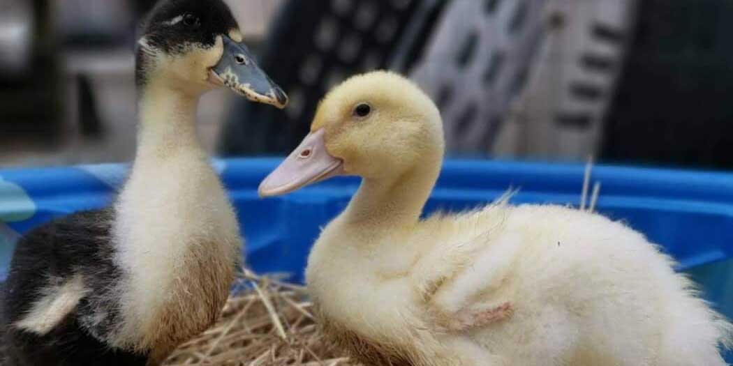 two ducklings bought as "gifts," rescued by PETA staffer John Di Leonardo