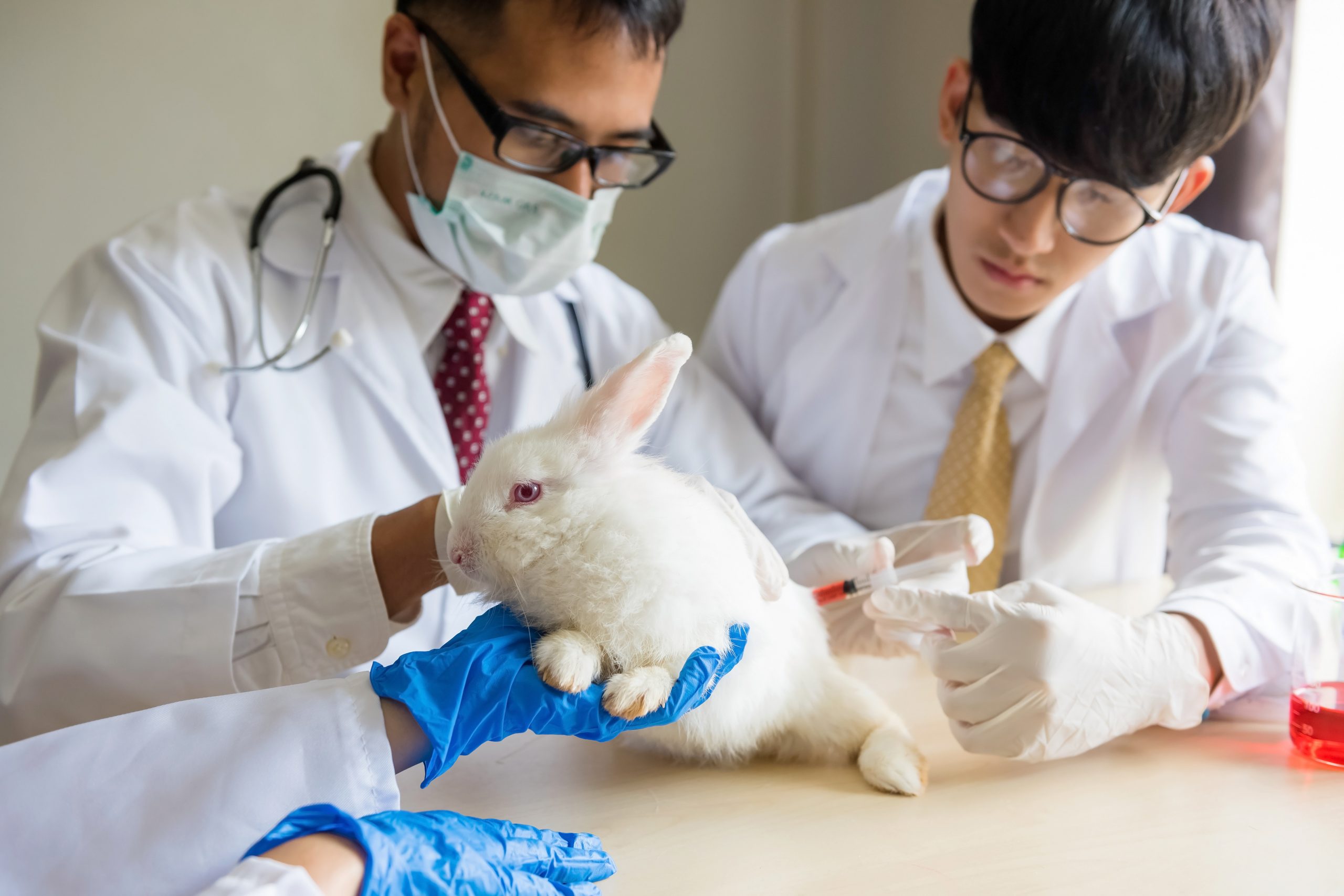 Animal lab. Исследования на животных. Медицинские эксперименты на животных. Исследования на животных в медицине.