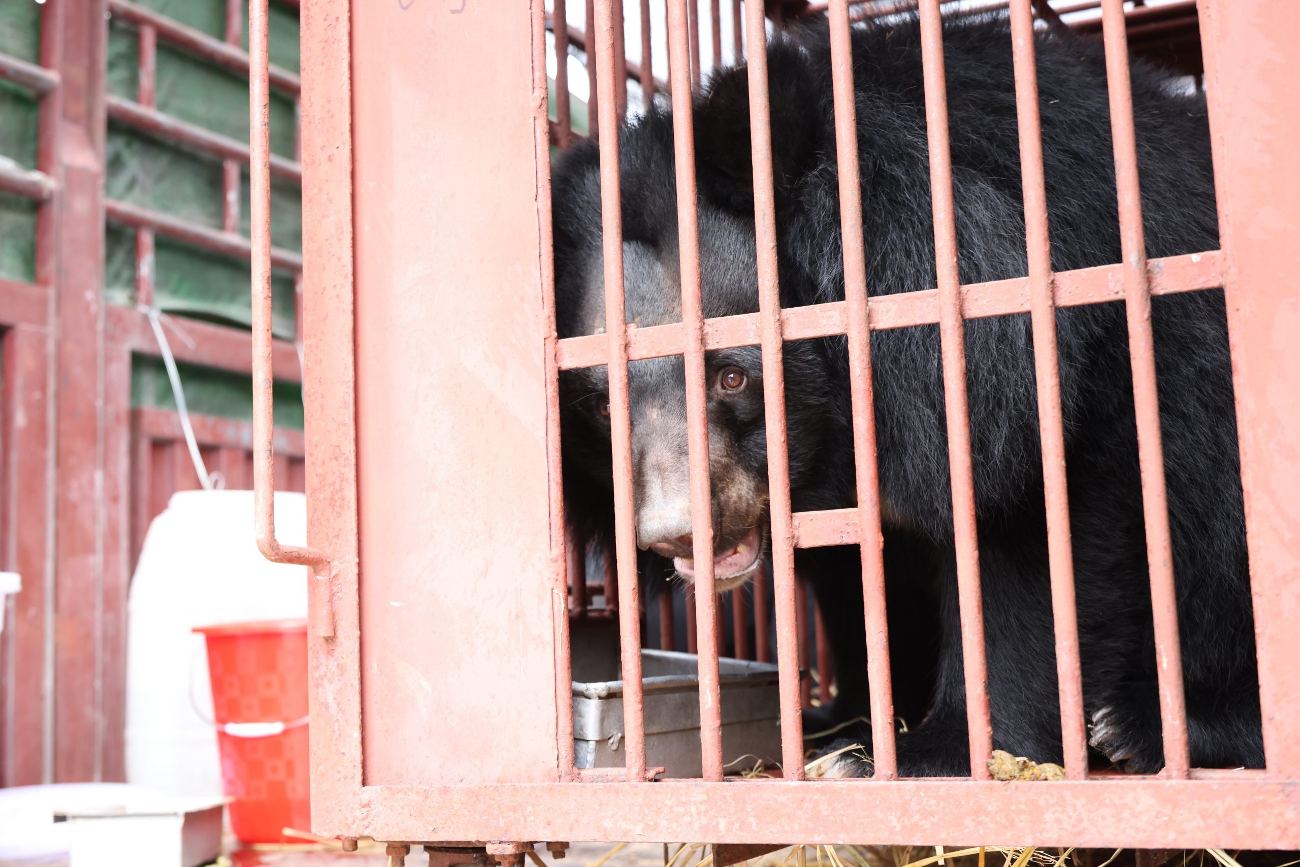 moon bear in cage