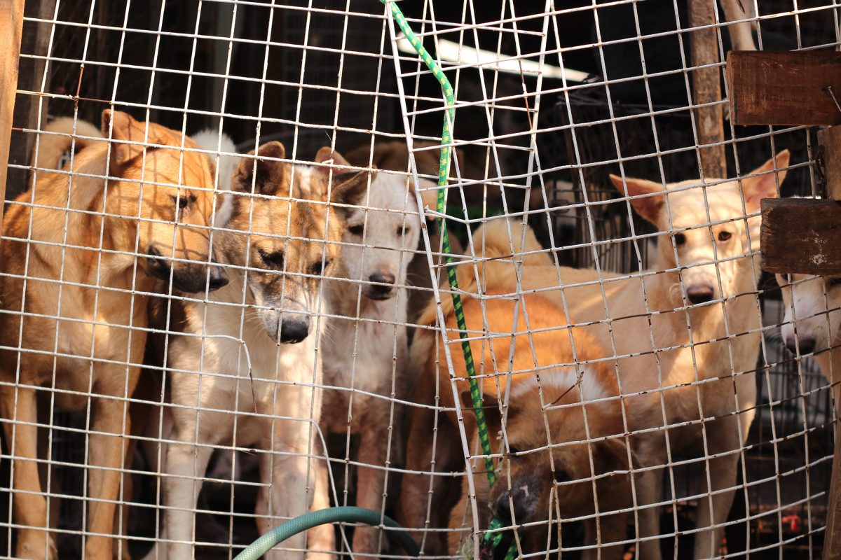 Petition: Stop the Yulin Dog Meat Festival