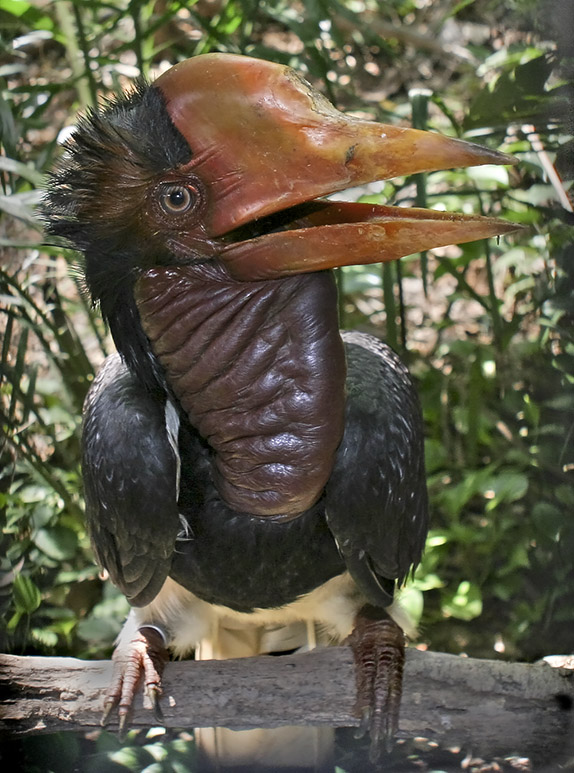 Photo of helmeted hornbill.