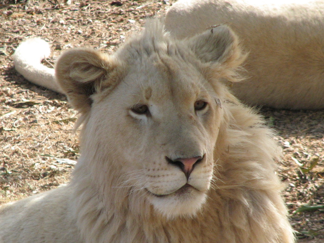 Photo of a male lion.