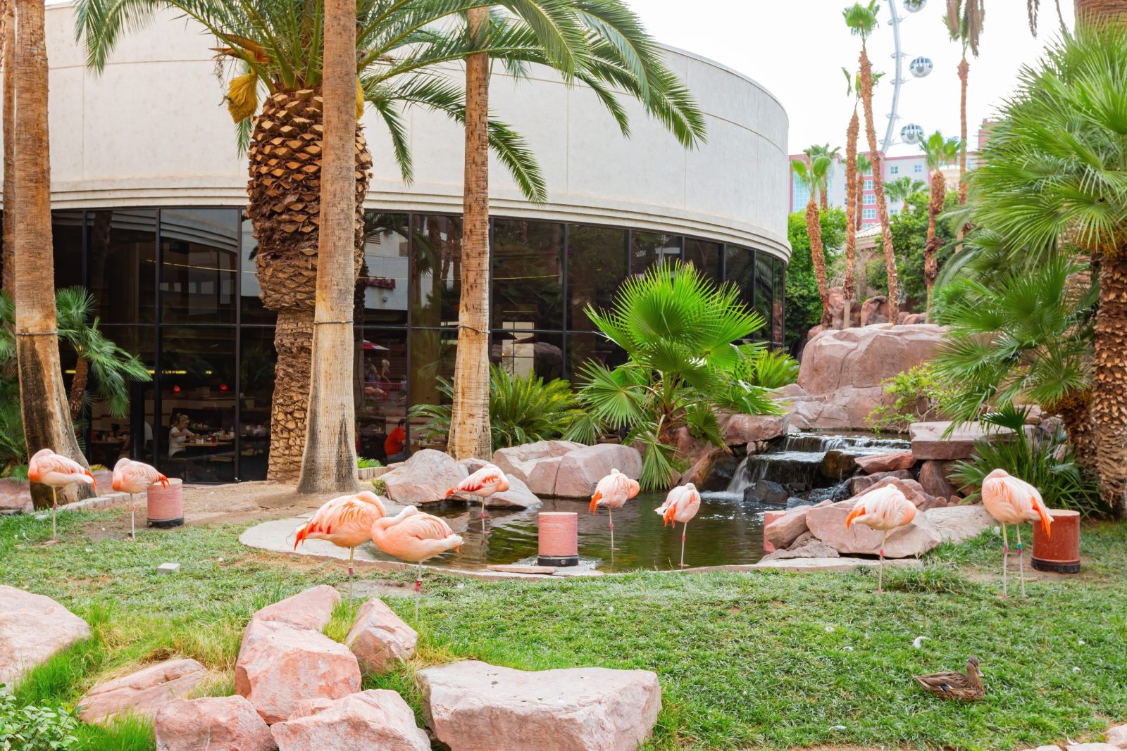 Flamingo resort in Las Vegas