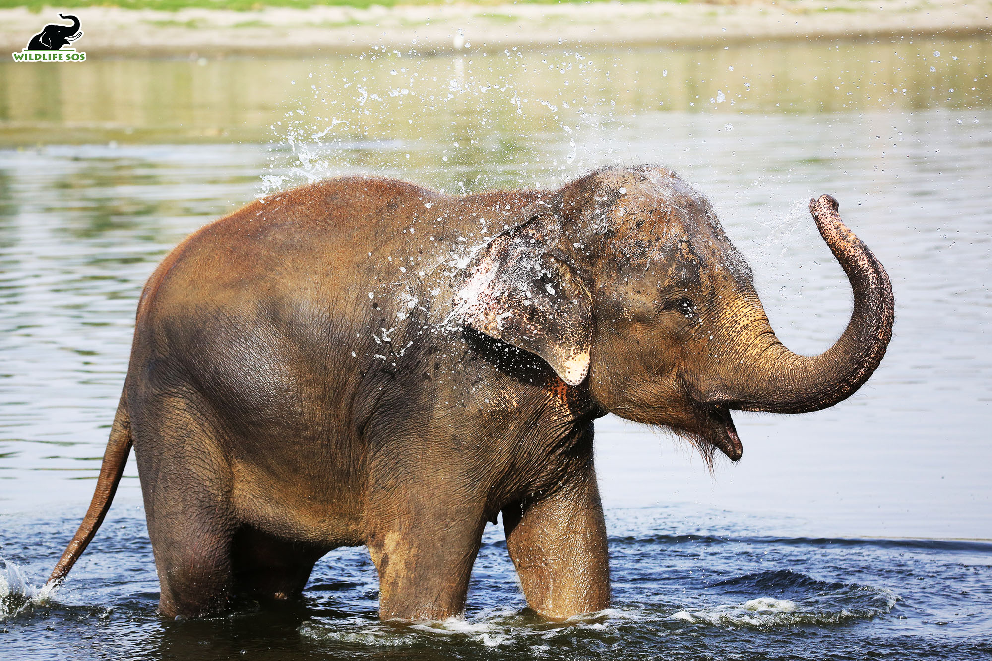 Apart from providing respite from the heat, the water is effective in providing comfort to the elephants’ painful joints and feet