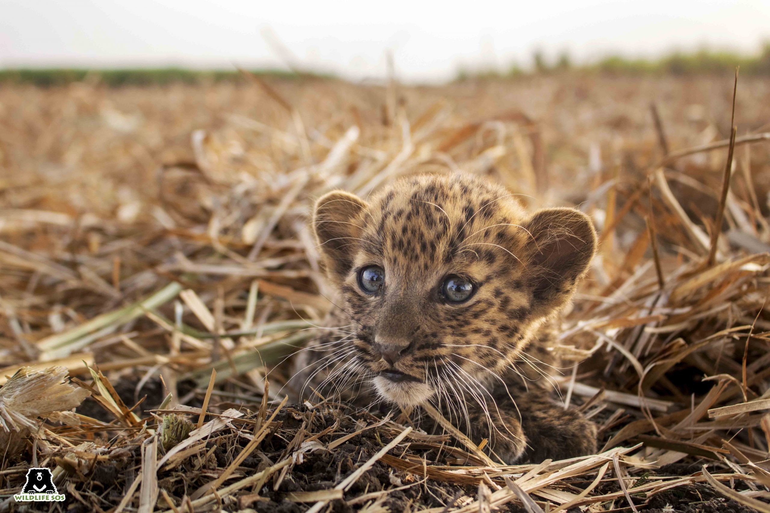 Encounters with leopard cubs increases during harvest season in Maharashtra (1)
