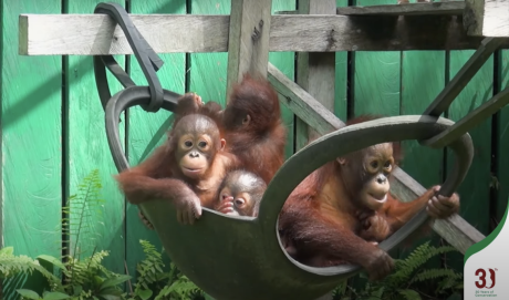 Orangutans in a swing together