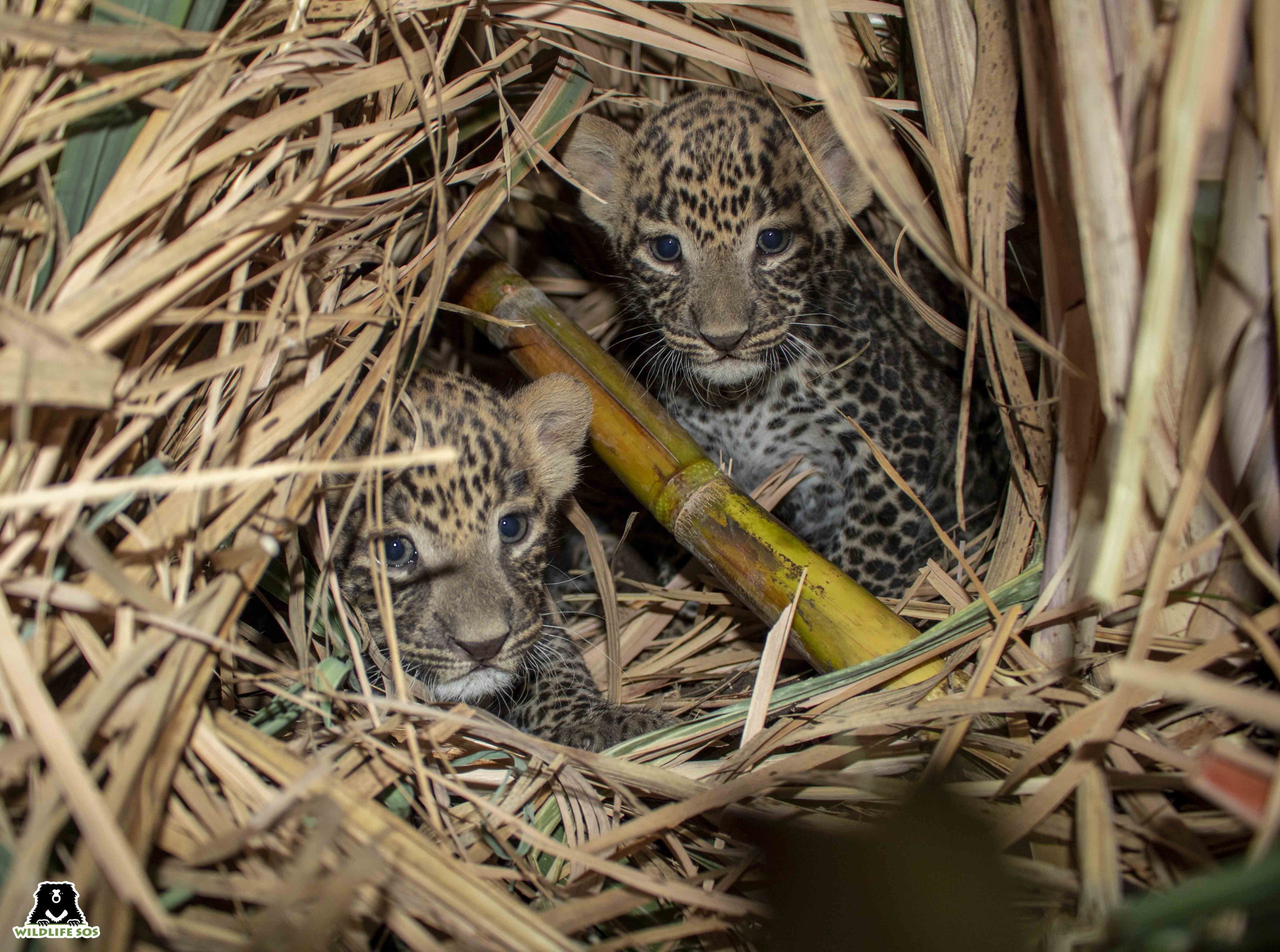 The two cubs were found in a sugarcane field in Otur Village (1)