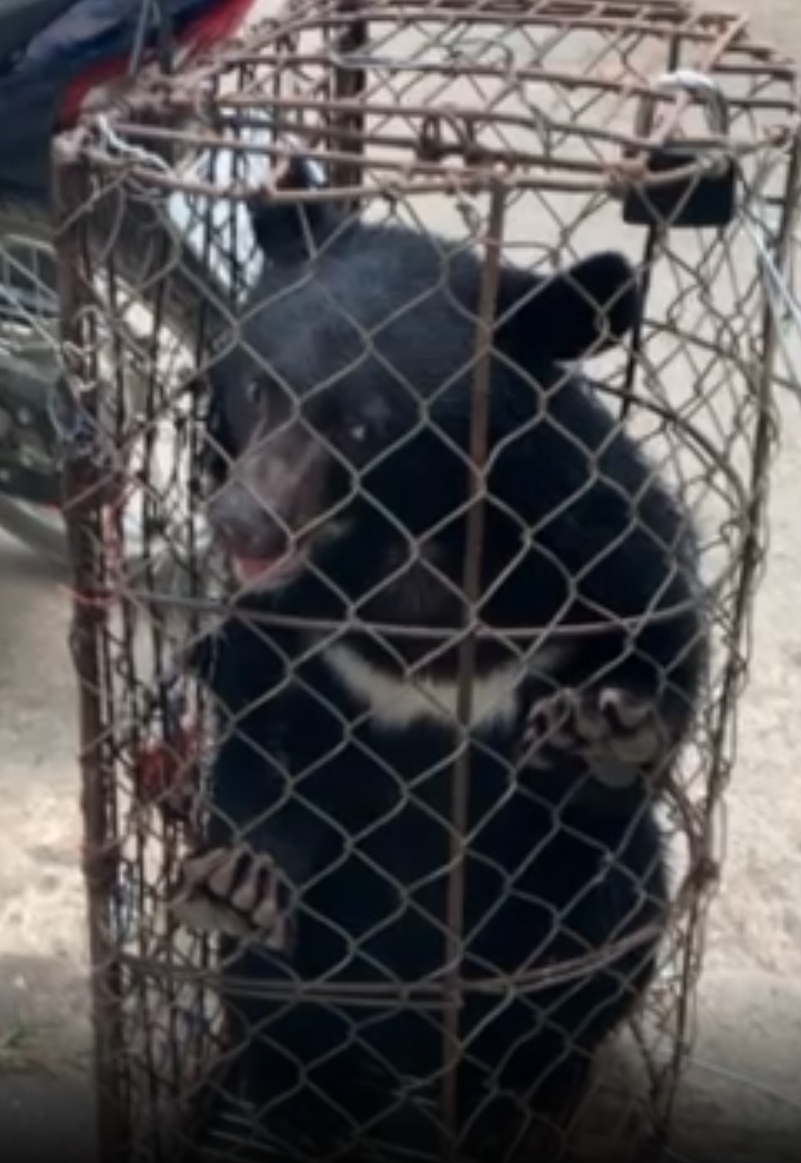 moon bear in cage