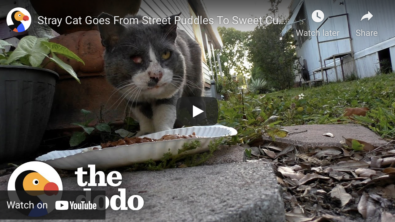 Stray Cat With Missing Eye Rescued From the Street [Video]