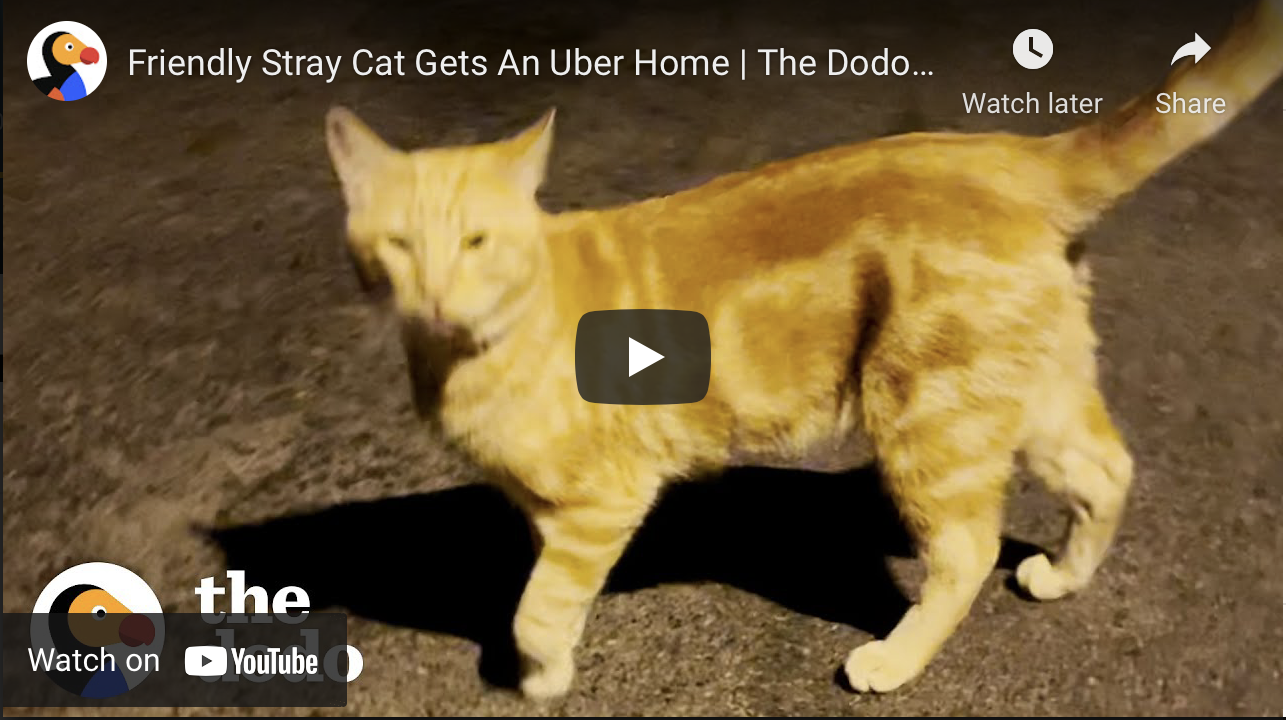 Uber Driver Gives Rescued Cat a Ride Home [Video]