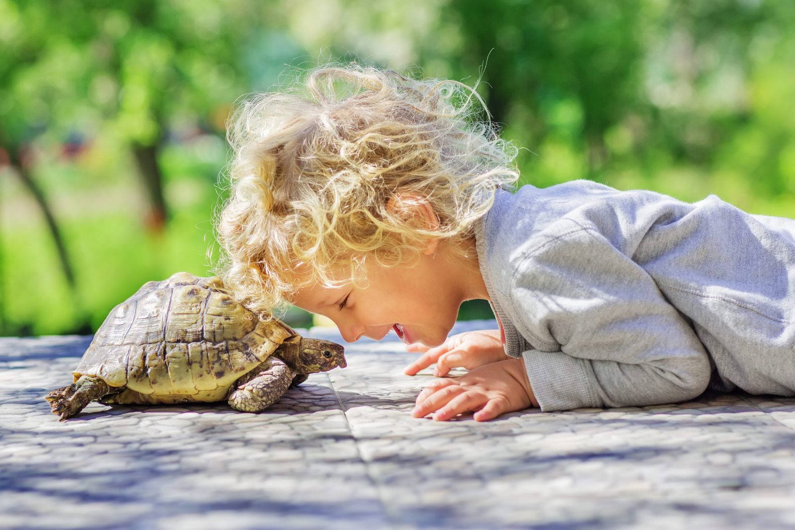 Turtle and boy laying in the street