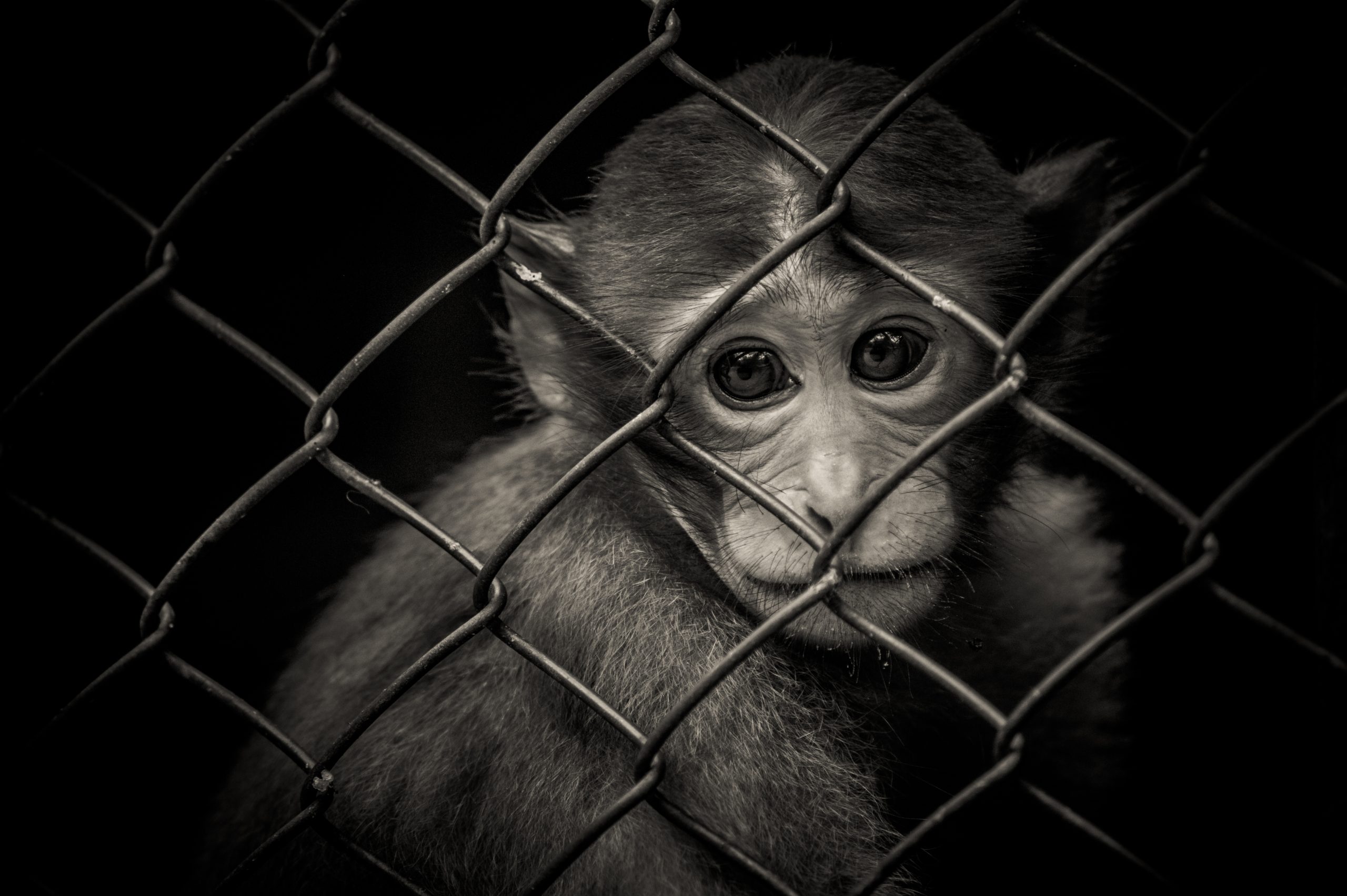 monkey cage