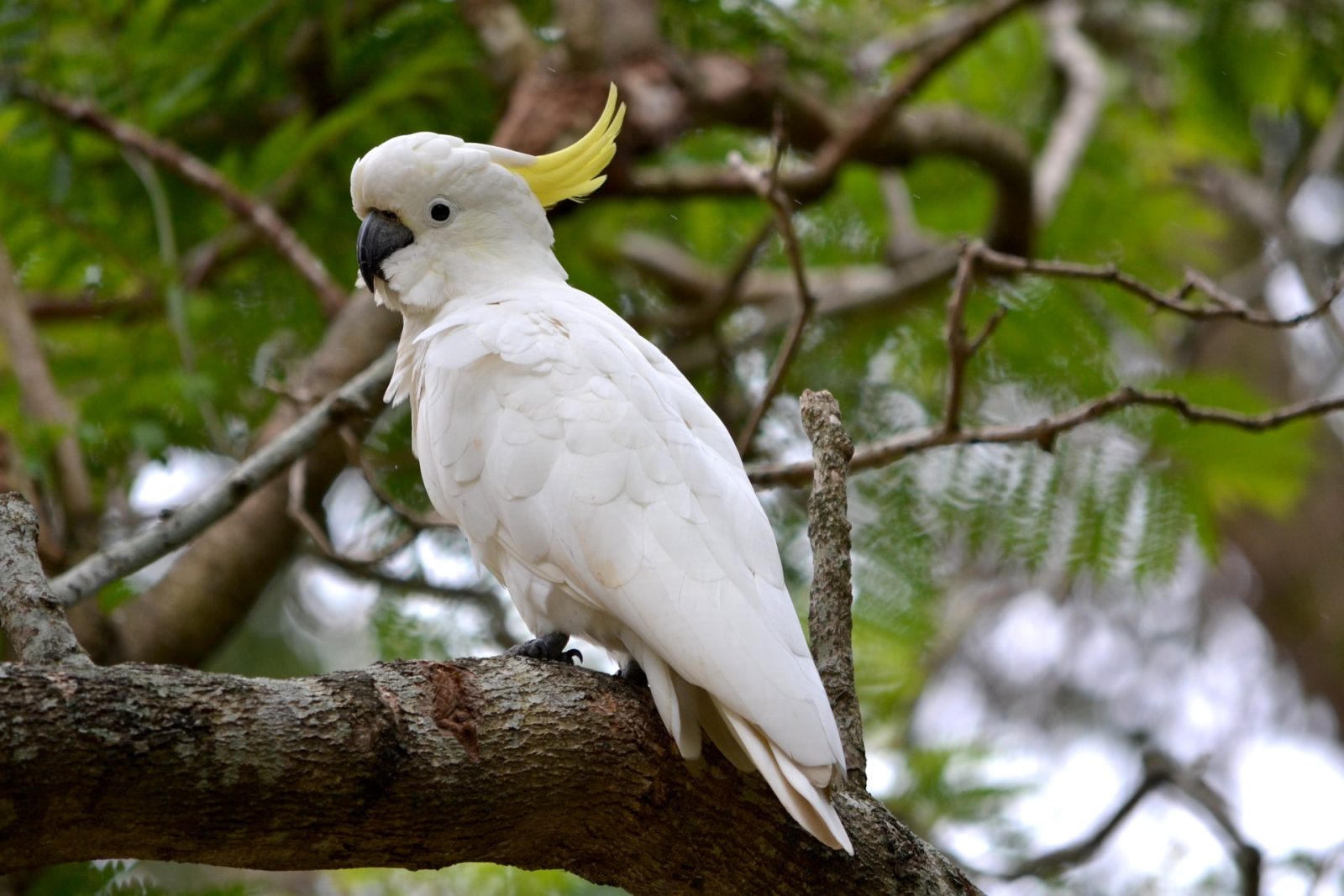 Wild Cockatoos Found Using Cutlery to Eat Seeds