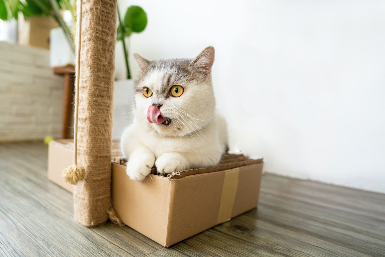 white cat with tongue out sitting on top of box