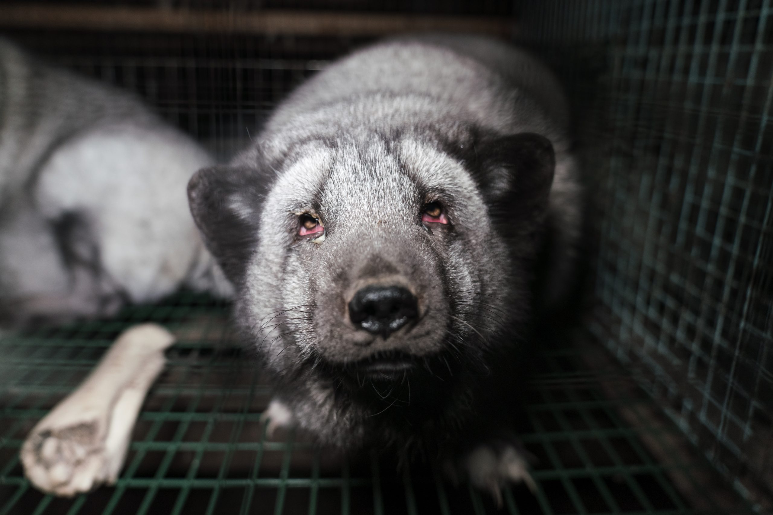 Arctic foxes on fur farms in Finland Oct 2021 show signs of deformed feet, overgrown claws, infected eyes, living in small, barren, wire cages.