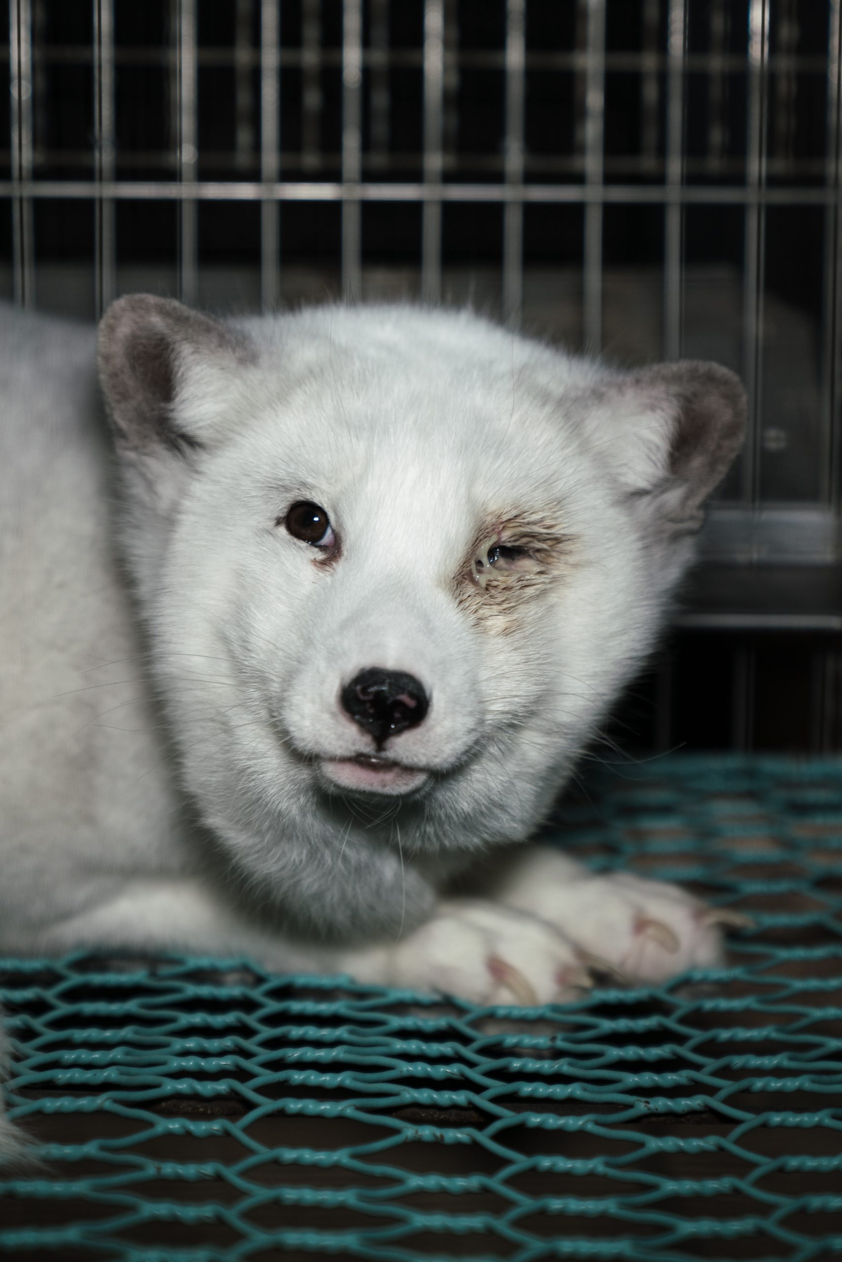 Arctic foxes on fur farms in Finland Oct 2021 show signs of deformed feet, overgrown claws, infected eyes, living in small, barren, wire cages.