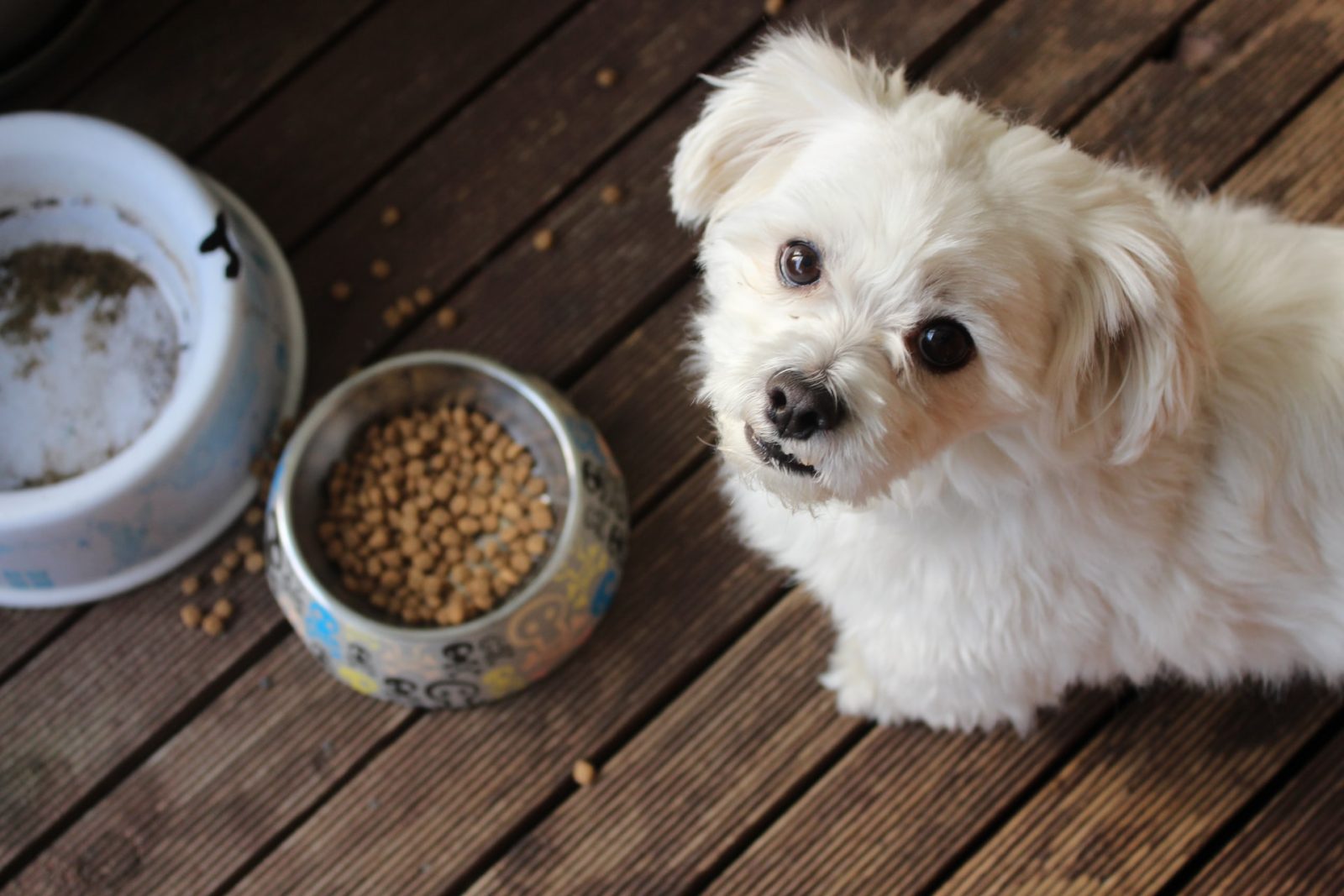 Small white dog with dog food looking up