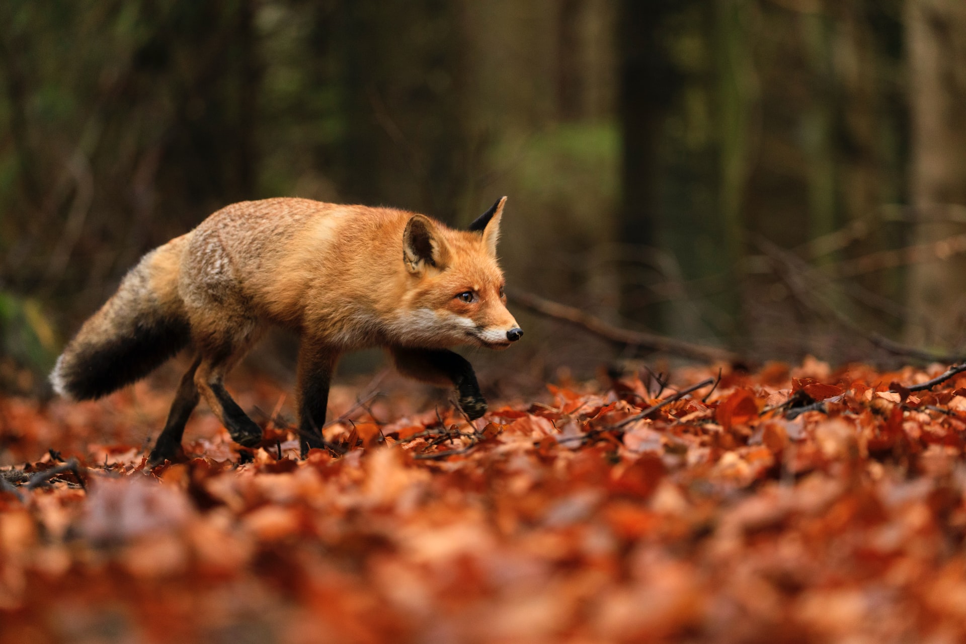 fox hunt