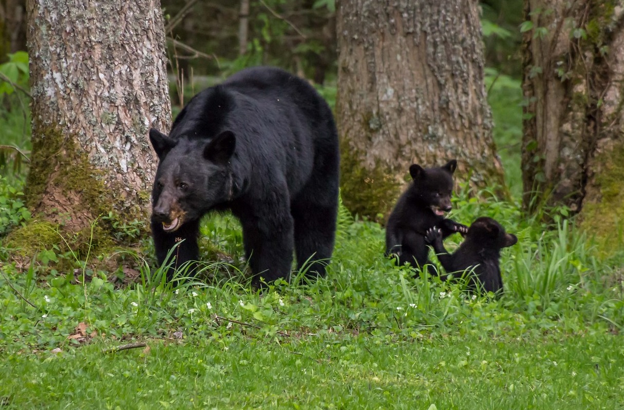 An adult female black bear with her two cubs