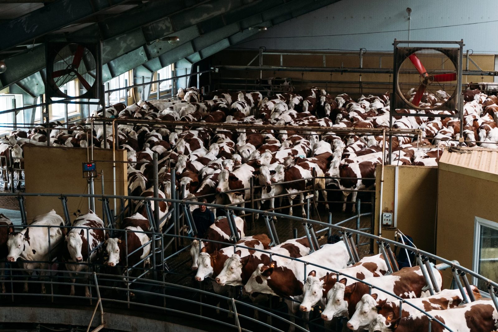 Factory farm mechanical milking of cows