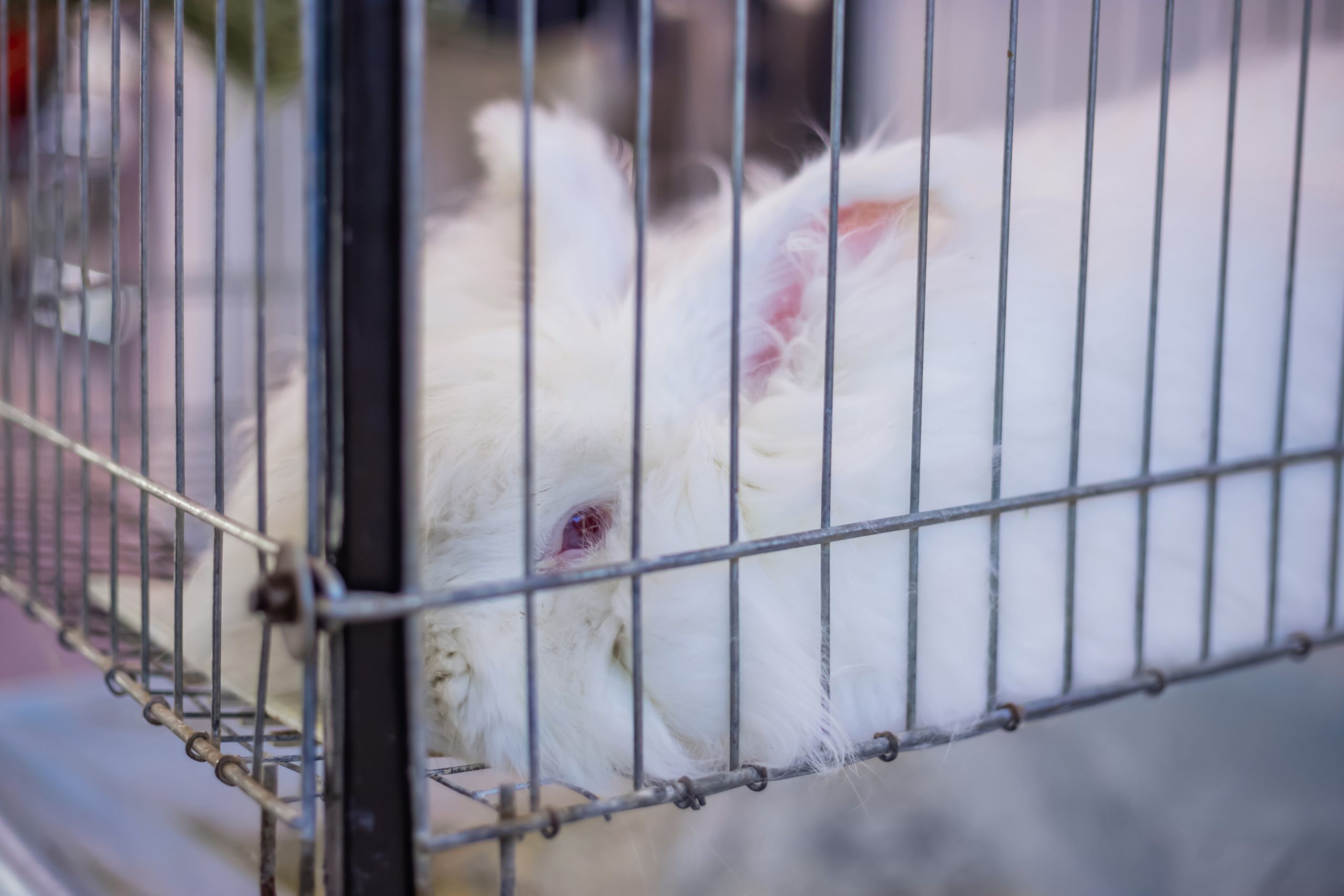 angora rabbit in cage