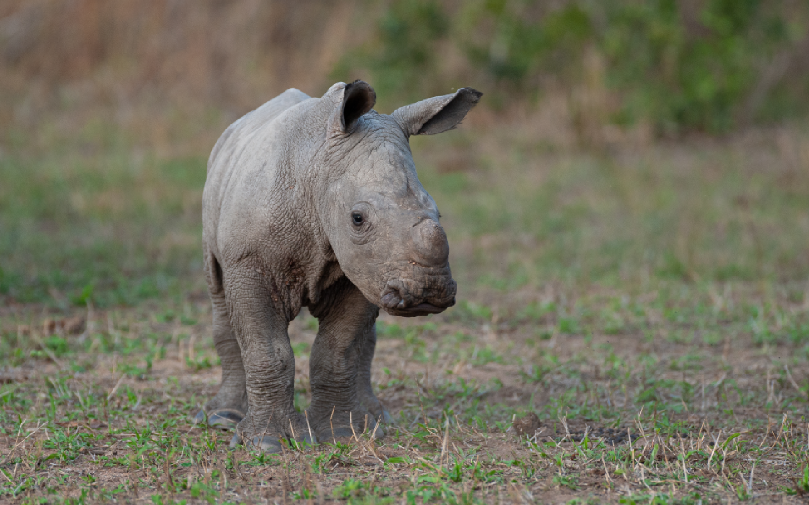 Abandoned Baby Rhino