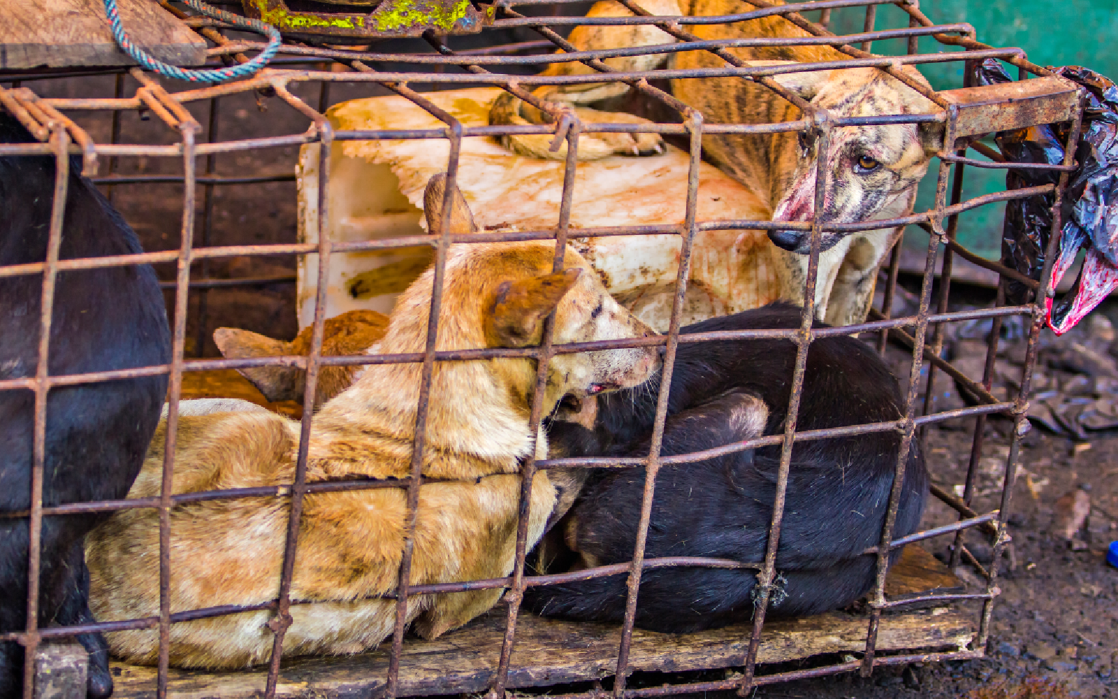 Dog Meat Trade