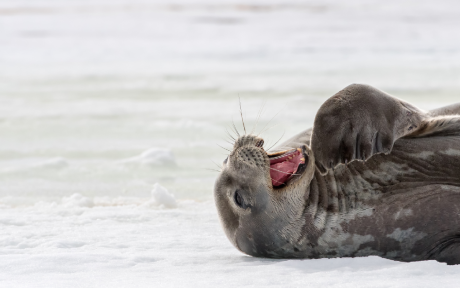Seal laughing