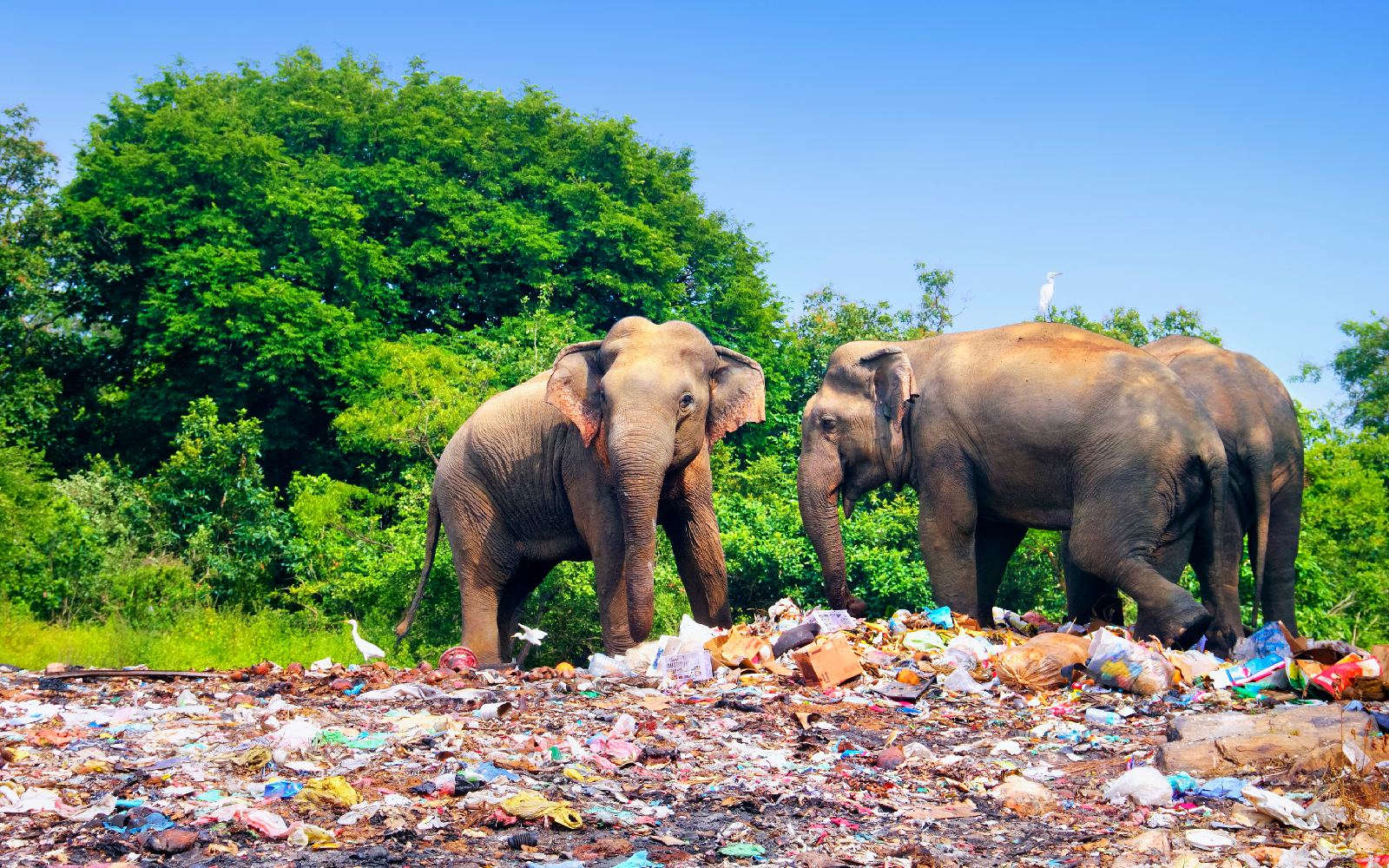 elephants in dump