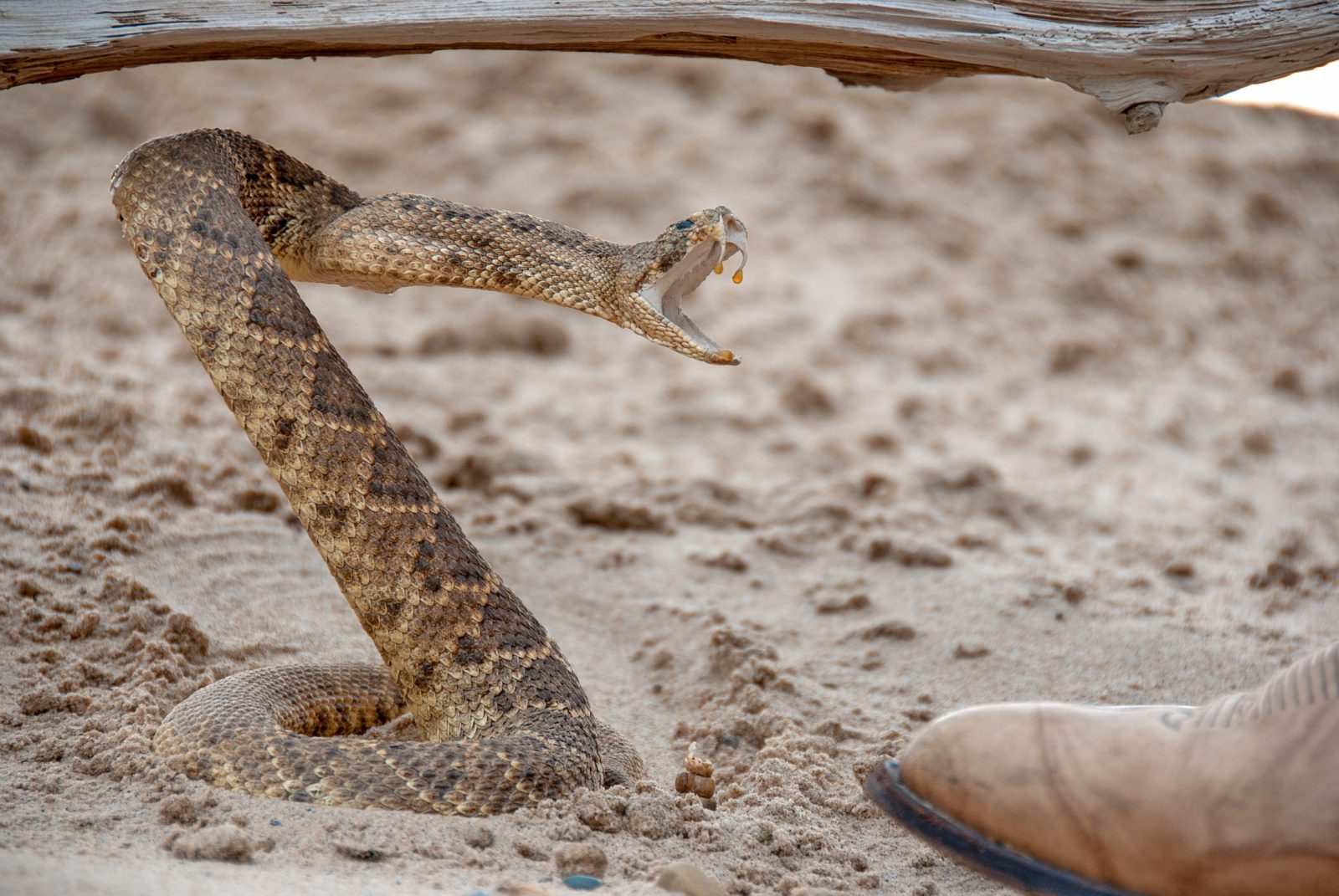 Coiled rattlesnake in sand