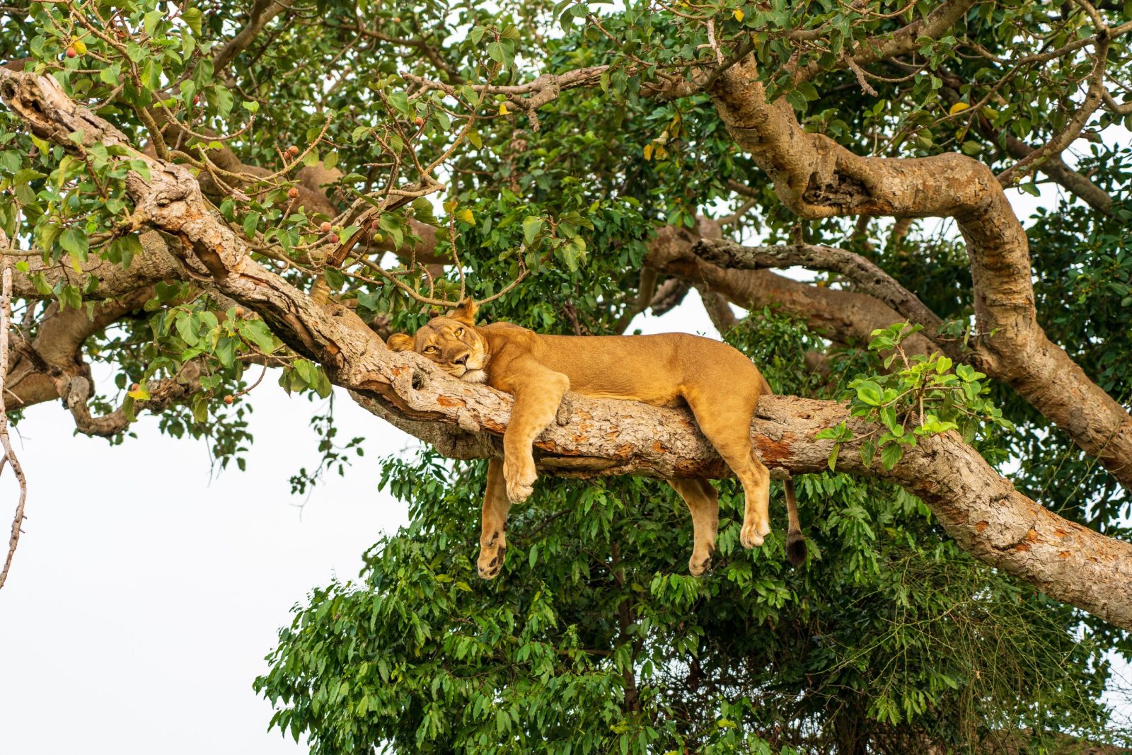 Lion laying on a tree branch