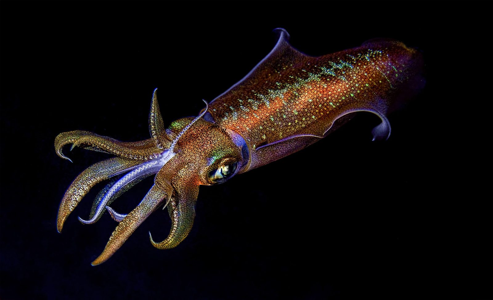 Squid on its night dive hunting