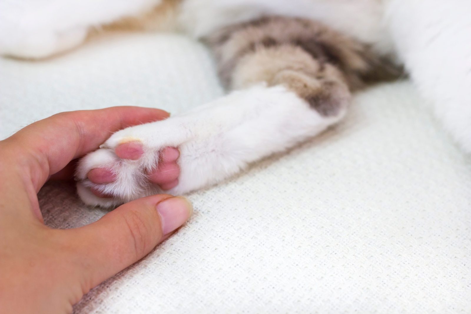 someone holding a cat's paw that has been declawed