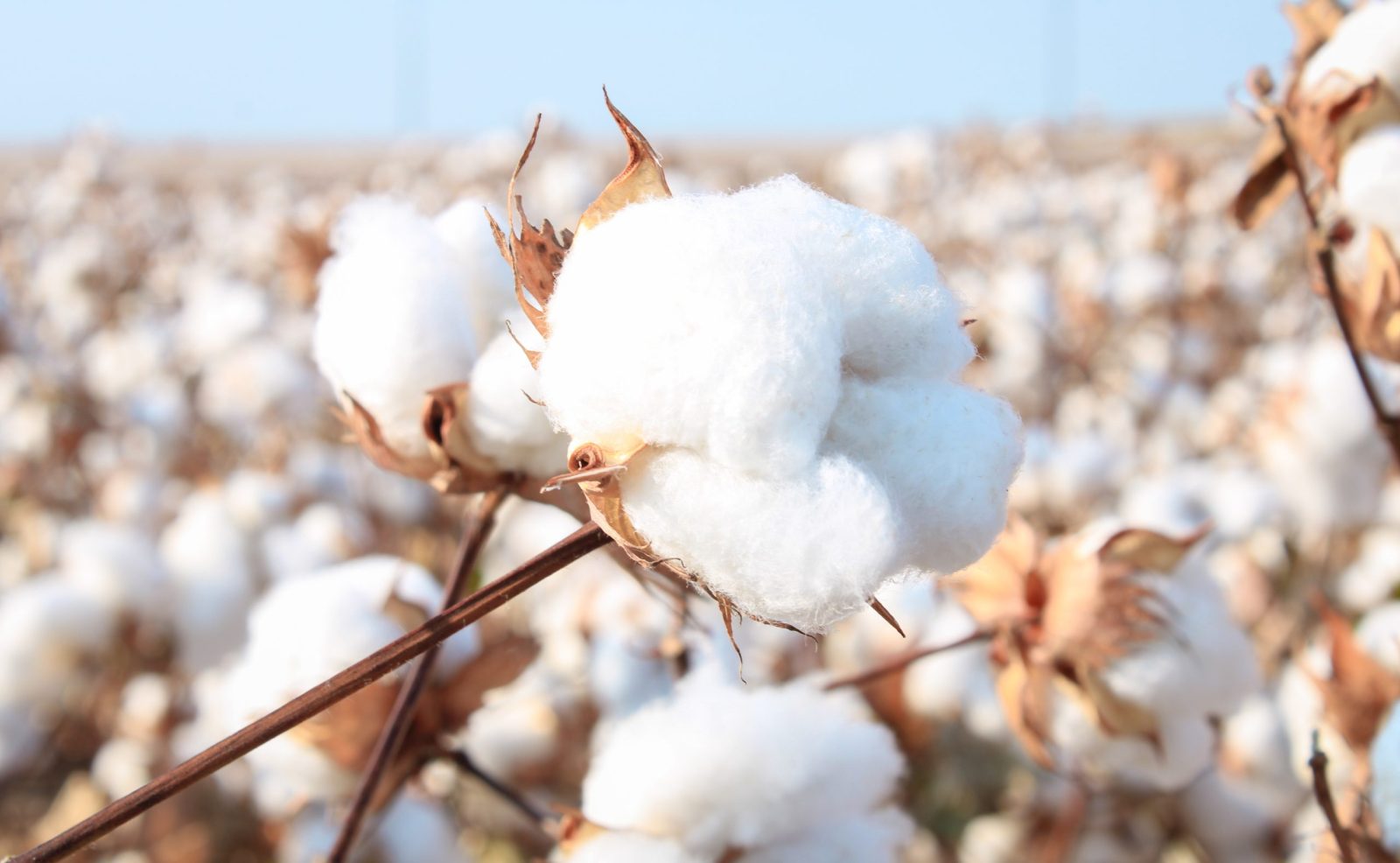 Up close of cotton in a cotton field