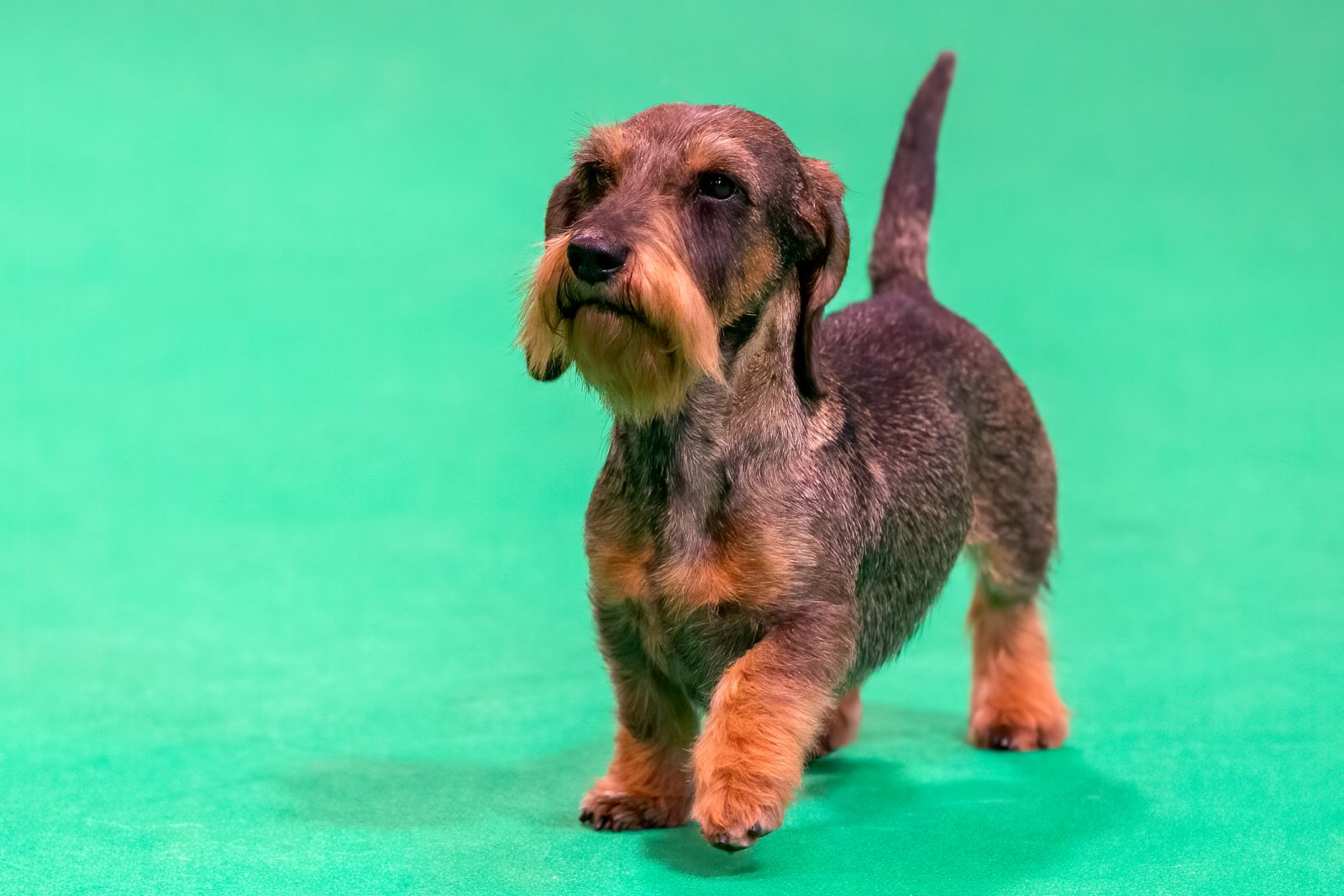PETA Calls Channel 4 to Stop Airing Crufts Dog Show Because ‘No One Should Celebrate this Grotesque Charade’