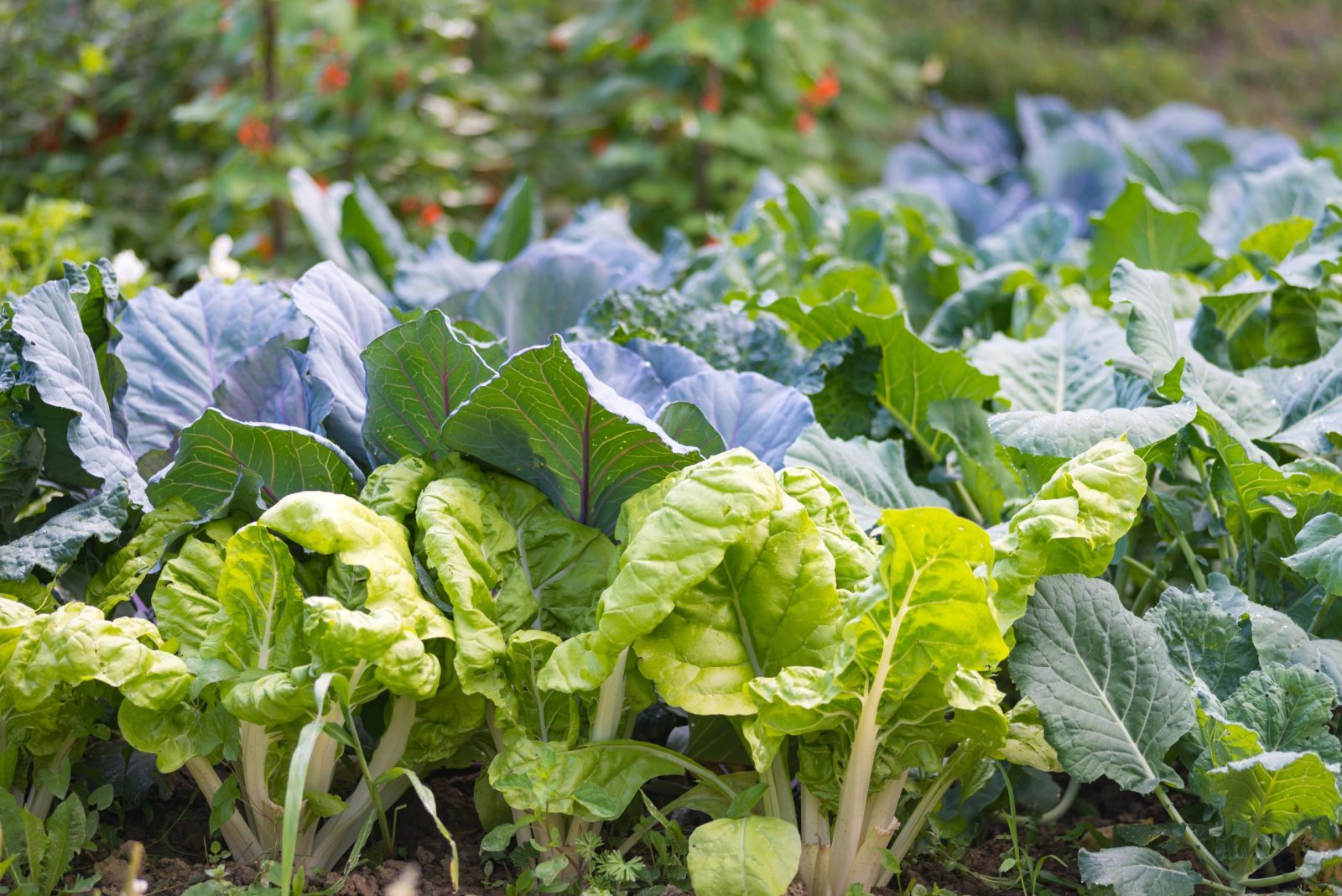 Leaves of various cabbage (Brassicas) plants in homemade garden plot.