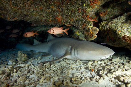 Shark sleeping in cave underwater
