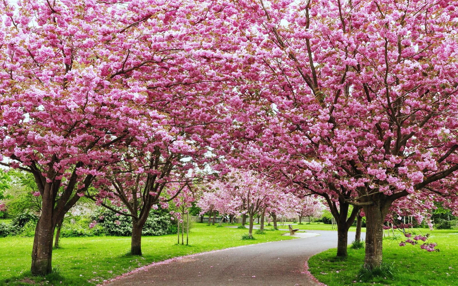 Cherry blossom trees in a park