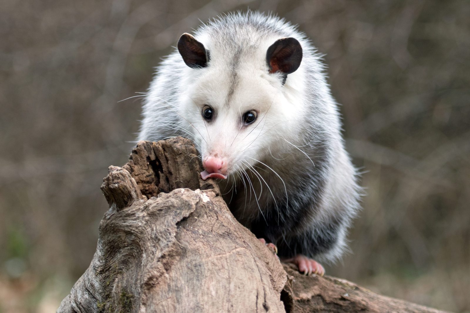 Opossum on a branch