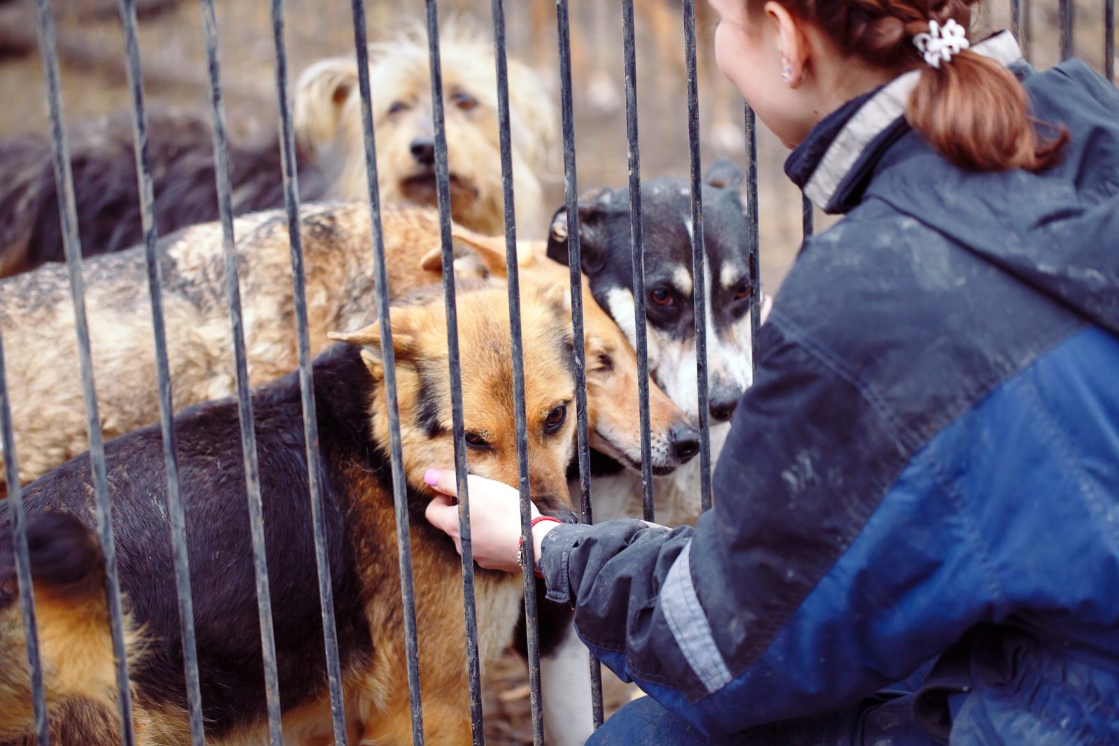 Woman petting dogs behind a gate at an animal shelter