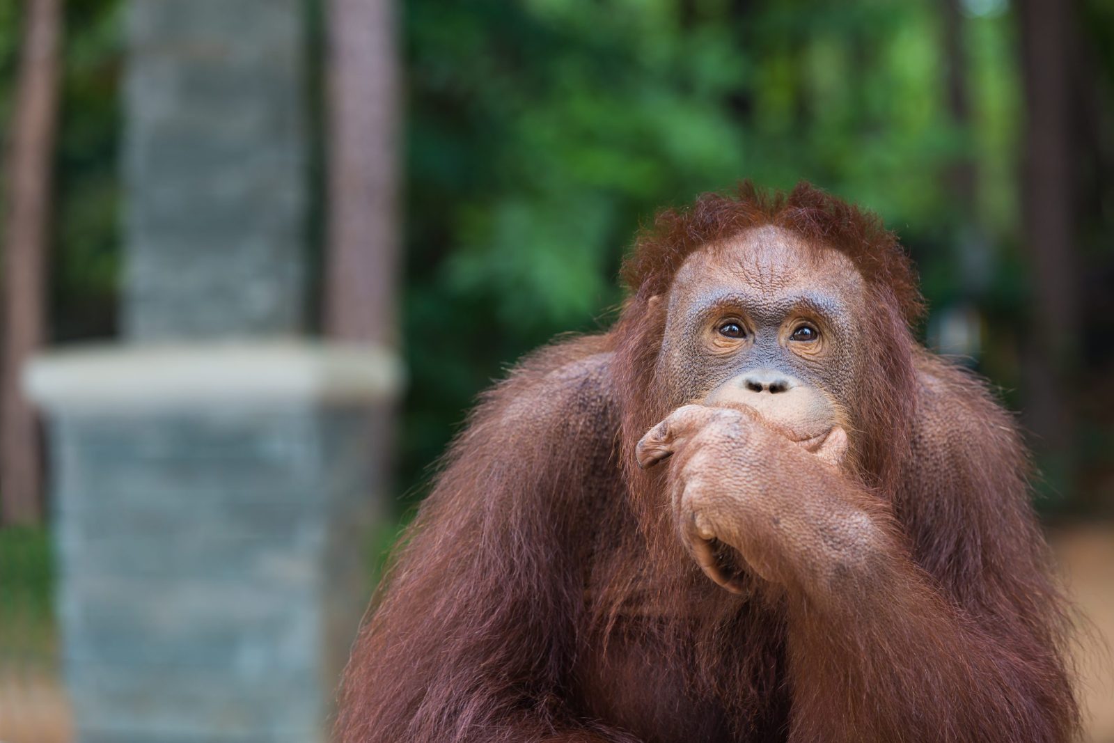 Orangutan posing thinking and smirking