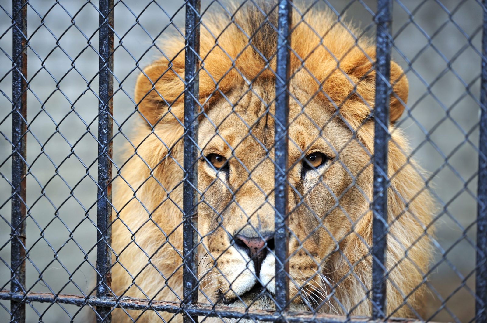 Lion behind a cage